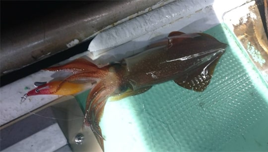 夜焚きイカ釣り｜芦屋｜釣果情報｜ミナガワ釣具店