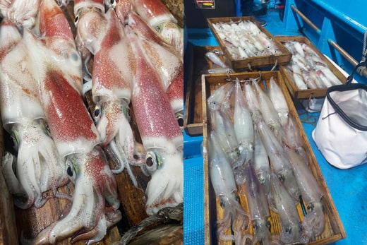 芦屋夜焚きイカ|100杯超え|釣果情報|皆川釣具店 芦屋夜焚きイカ|盆明け|釣果情報|ミナガワ釣具店