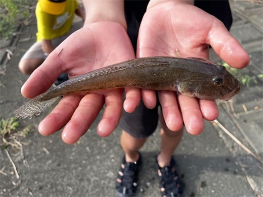 ハゼ|食べて美味しい秋の魚|釣果情報|皆川釣具店 ハゼ|食べて美味しい秋の魚|釣果情報|ミナガワ釣具店