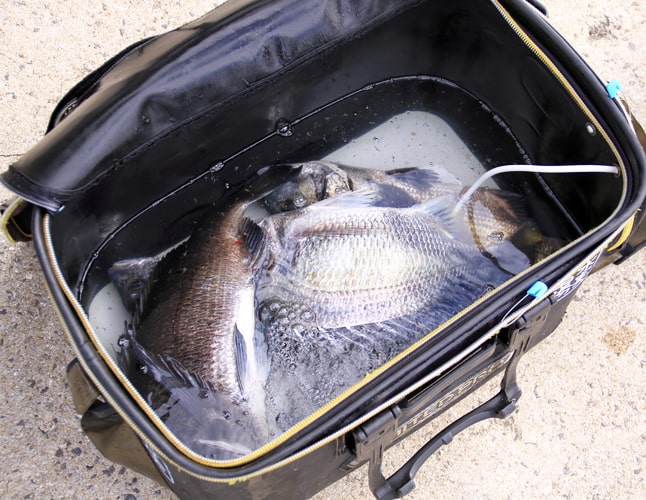 2025年遠賀川チヌ釣り大会｜ミナガワ釣具店